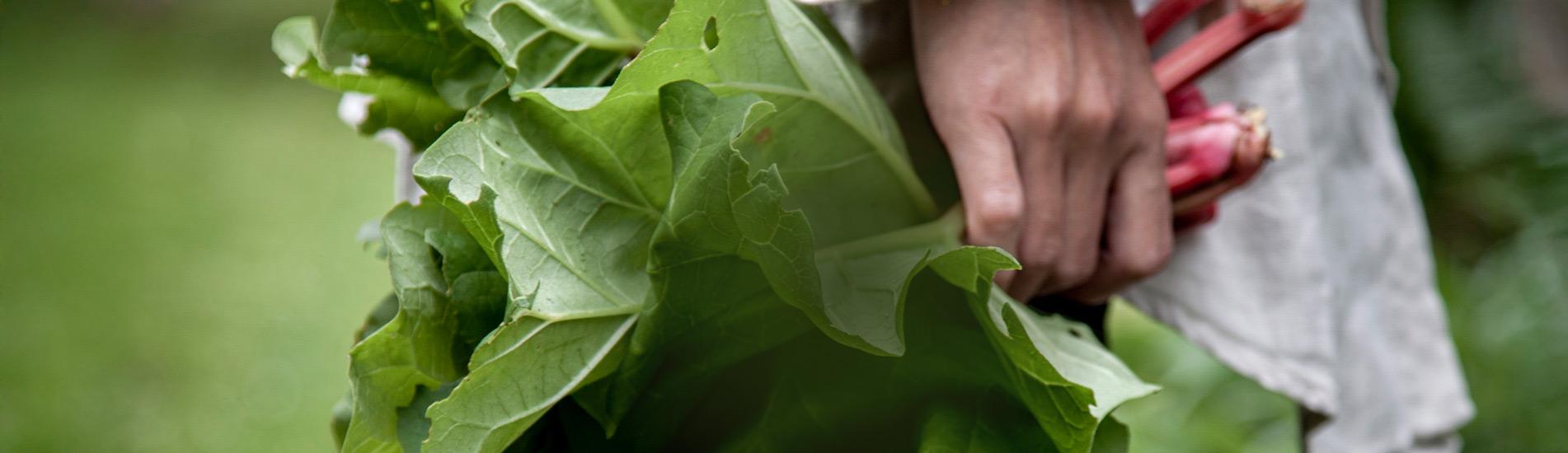 Grøntsager fra lokale producenter til sæsonens frokostmenu
